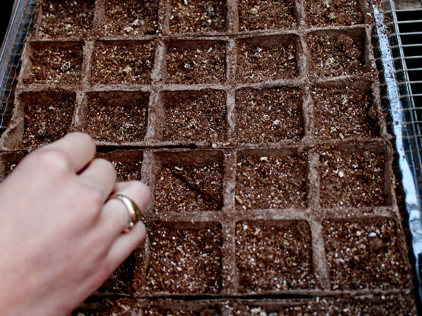 Cải cầu vồng vừa đẹp vừa ngon, chị em nên xem ngay mà trồng - 4