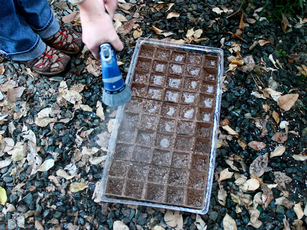 Cải cầu vồng vừa đẹp vừa ngon, chị em nên xem ngay mà trồng - 5