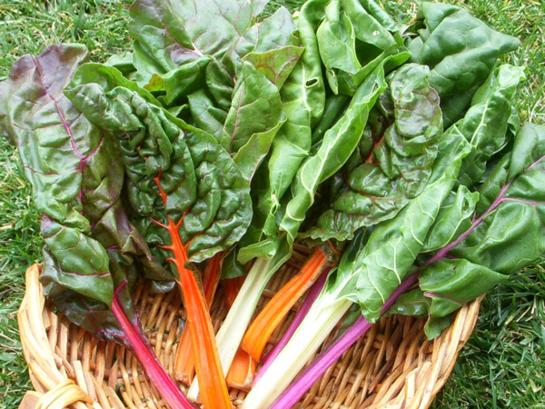 Cải cầu vồng vừa đẹp vừa ngon, chị em nên xem ngay mà trồng - 11