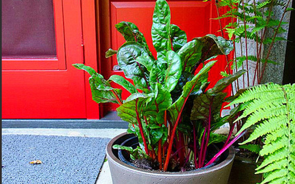 Cải cầu vồng vừa đẹp vừa ngon, chị em nên xem ngay mà trồng - 2