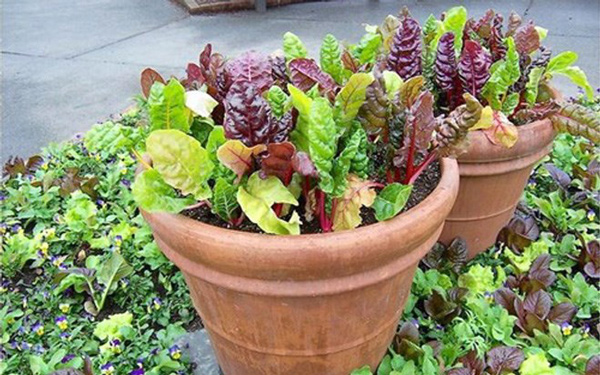 Cải cầu vồng vừa đẹp vừa ngon, chị em nên xem ngay mà trồng - 9