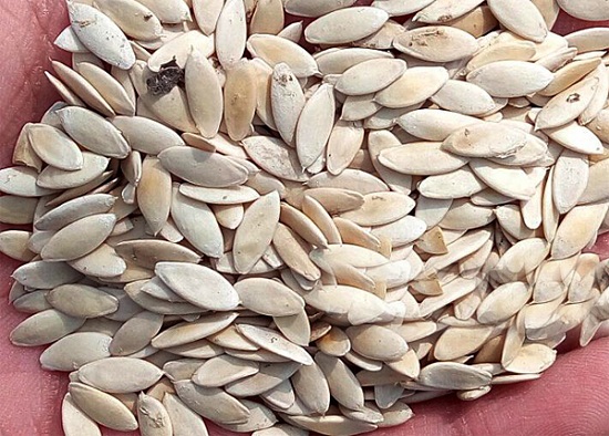 Mách chị em hai cách trồng dưa chuột trong thùng xốp cho quả sai amp;#34;lúc lỉuamp;#34; - 2