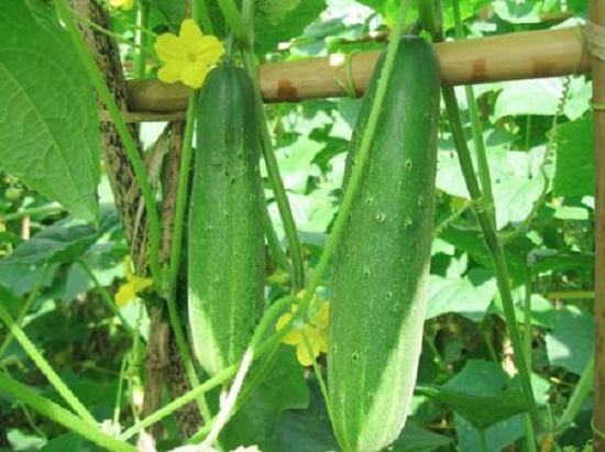 Mách chị em hai cách trồng dưa chuột trong thùng xốp cho quả sai amp;#34;lúc lỉuamp;#34; - 1