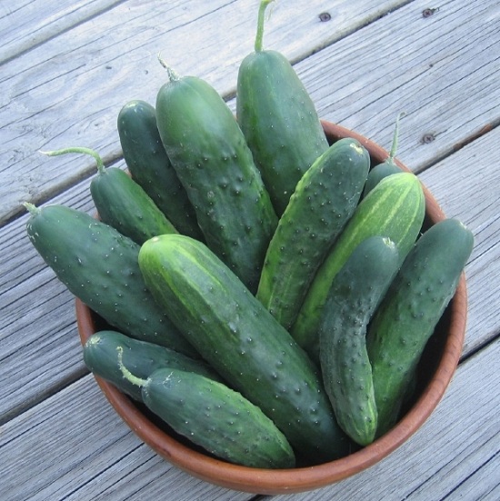 Mách chị em hai cách trồng dưa chuột trong thùng xốp cho quả sai amp;#34;lúc lỉuamp;#34; - 6