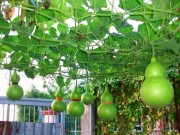 Nhà đẹp - Nhà nào cũng nên trồng 5 loại cây vừa mang tài lộc, vừa xanh vườn đẹp nhà