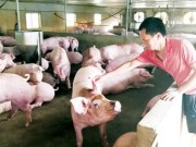 Mua sắm - Giá cả - Hậu giải cứu giá lợn: Người chăn nuôi vẫn lỗ