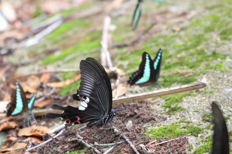 amp;#34;Thiên đường bướmamp;#34; đẹp mê hồn ở Đắk Lắk - 8