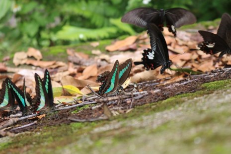 amp;#34;Thiên đường bướmamp;#34; đẹp mê hồn ở Đắk Lắk - 6