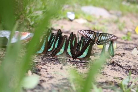 amp;#34;Thiên đường bướmamp;#34; đẹp mê hồn ở Đắk Lắk - 3