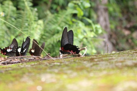 amp;#34;Thiên đường bướmamp;#34; đẹp mê hồn ở Đắk Lắk - 13