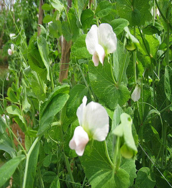 Cách trồng các loại đậu trong thùng xốp - 3