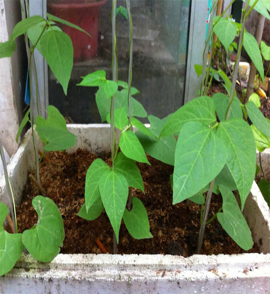 Cách trồng các loại đậu trong thùng xốp - 1