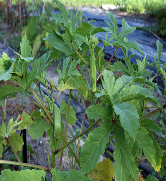 Cách trồng các loại đậu trong thùng xốp - 5