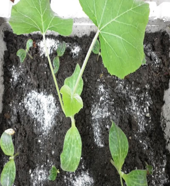 Cách trồng các loại đậu trong thùng xốp - 4