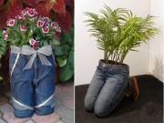 Nhà đẹp - Không thể "đỡ" nổi kiểu trồng cây trong quần, vừa lạ mắt vừa giật mình