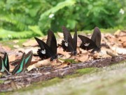 Ảnh đẹp Eva - "Thiên đường bướm" đẹp mê hồn ở Đắk Lắk