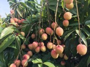 Mua sắm - Giá cả - Vải thiều mất mùa, sản lượng thấp nhất trong 10 năm