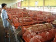 Mua sắm - Giá cả - Trung Quốc mở cửa nhập heo, đừng vội mừng