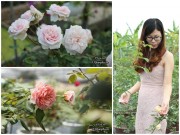 Nhà đẹp - Vườn hồng "khủng" nhiều gốc quý của cô gái 9X học kinh tế đi làm nông dân