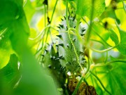 Nhà đẹp - Những loại cây ăn quả "kỳ dị" nhưng cực ngon và hiếm có nhất thế giới