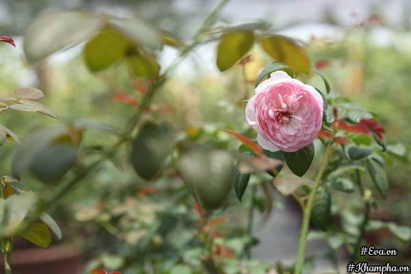 Vườn hồng amp;#34;khủngamp;#34; nhiều gốc quý của cô gái 9X học kinh tế đi làm nông dân - 11