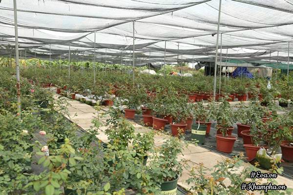 Vườn hồng amp;#34;khủngamp;#34; nhiều gốc quý của cô gái 9X học kinh tế đi làm nông dân - 2