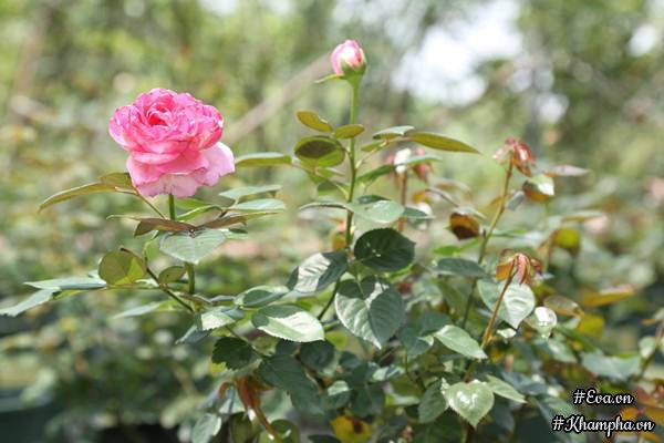 Vườn hồng amp;#34;khủngamp;#34; nhiều gốc quý của cô gái 9X học kinh tế đi làm nông dân - 12