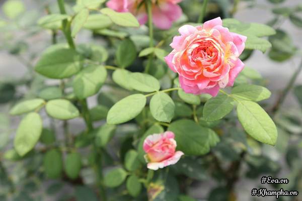 Vườn hồng amp;#34;khủngamp;#34; nhiều gốc quý của cô gái 9X học kinh tế đi làm nông dân - 9