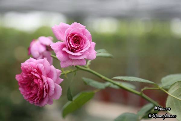 Vườn hồng amp;#34;khủngamp;#34; nhiều gốc quý của cô gái 9X học kinh tế đi làm nông dân - 14