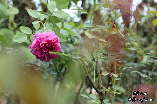 Vườn hồng amp;#34;khủngamp;#34; nhiều gốc quý của cô gái 9X học kinh tế đi làm nông dân - 18