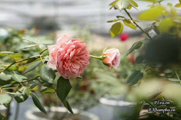 Vườn hồng amp;#34;khủngamp;#34; nhiều gốc quý của cô gái 9X học kinh tế đi làm nông dân - 13