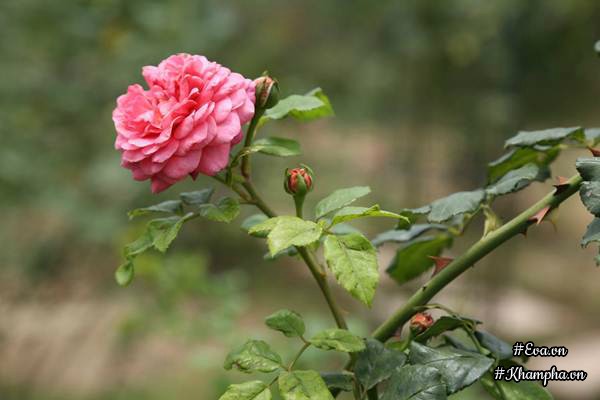 Vườn hồng amp;#34;khủngamp;#34; nhiều gốc quý của cô gái 9X học kinh tế đi làm nông dân - 17