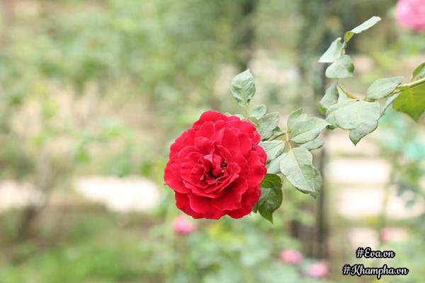 Vườn hồng amp;#34;khủngamp;#34; nhiều gốc quý của cô gái 9X học kinh tế đi làm nông dân - 6