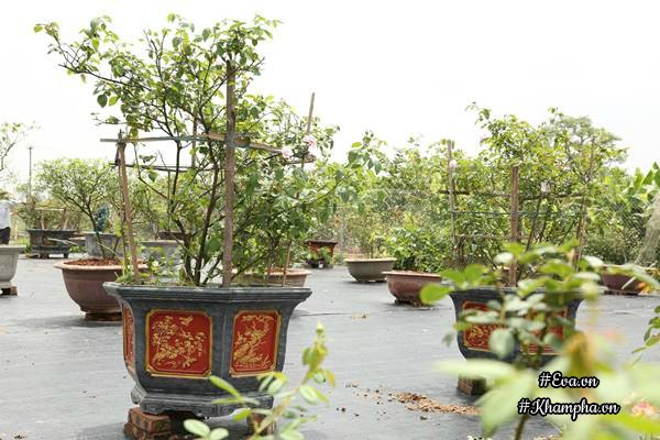 Vườn hồng amp;#34;khủngamp;#34; nhiều gốc quý của cô gái 9X học kinh tế đi làm nông dân - 7