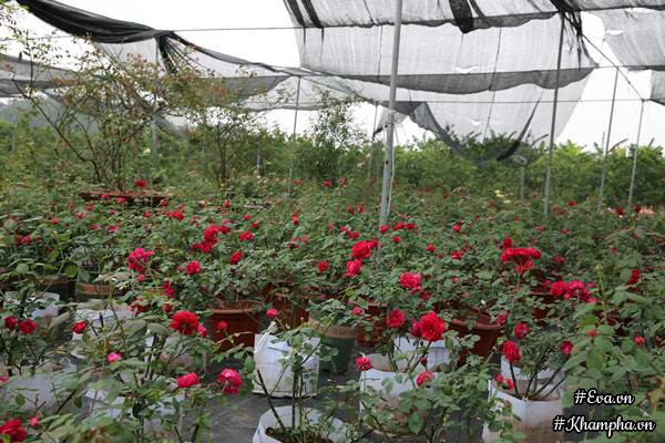 Vườn hồng amp;#34;khủngamp;#34; nhiều gốc quý của cô gái 9X học kinh tế đi làm nông dân - 3