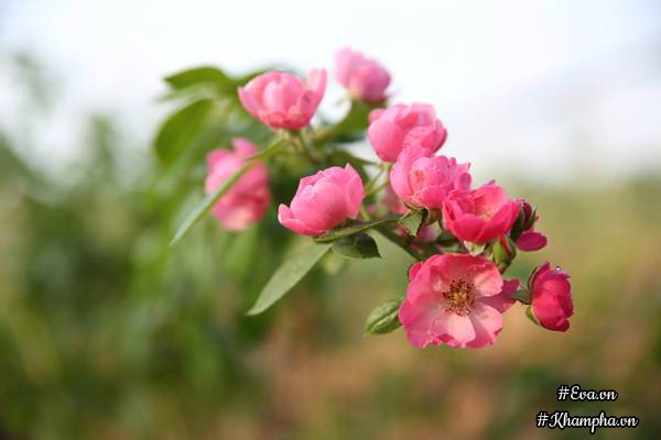 Vườn hồng amp;#34;khủngamp;#34; nhiều gốc quý của cô gái 9X học kinh tế đi làm nông dân - 15