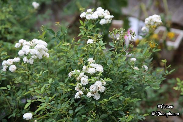 Vườn hồng amp;#34;khủngamp;#34; nhiều gốc quý của cô gái 9X học kinh tế đi làm nông dân - 10