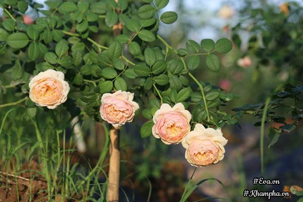 Vườn hồng amp;#34;khủngamp;#34; nhiều gốc quý của cô gái 9X học kinh tế đi làm nông dân - 16