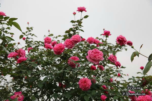 Vườn hồng amp;#34;khủngamp;#34; nhiều gốc quý của cô gái 9X học kinh tế đi làm nông dân - 5