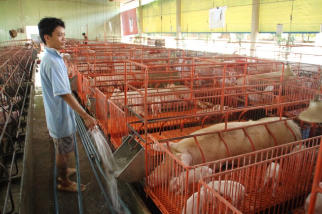 Trung Quốc mở cửa nhập heo, đừng vội mừng - 1