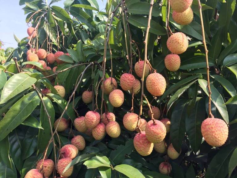 Vải thiều mất mùa, sản lượng thấp nhất trong 10 năm - 1