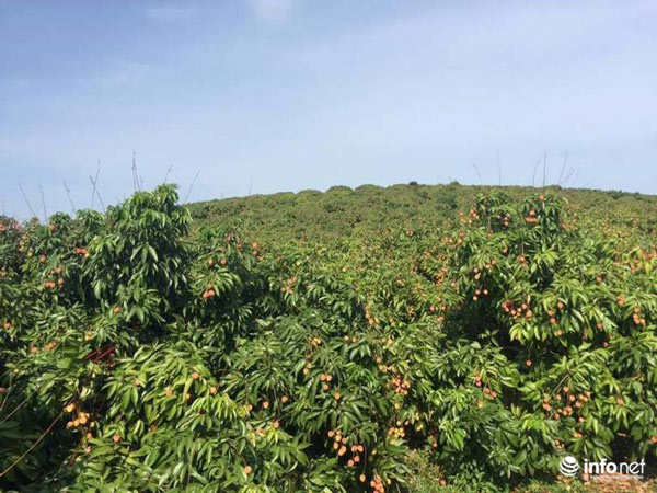 Vải thiều mất mùa, sản lượng thấp nhất trong 10 năm - 2