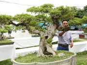 Nhà đẹp - Chiêm ngưỡng những cây bonsai tiền tỷ “độc nhất vô nhị” ở Hà Nội