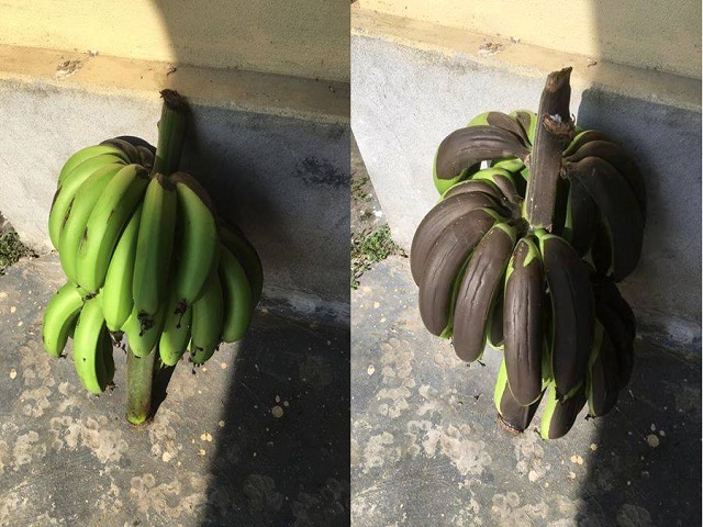 Nắng nóng kỷ lục, trứng rán không cần lửa, chuối cũng chín cháy - 6