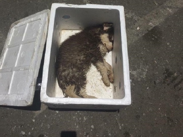 Sự thật nào sau bức ảnh chú chó chết trong thùng xốp đang khiến dân mạng phẫn nộ?