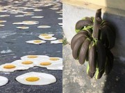 Tin tức - Nắng nóng kỷ lục, trứng rán không cần lửa, chuối cũng chín cháy