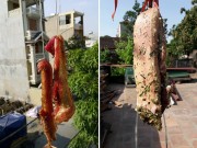 Bếp Eva - Khỏi vắt óc nghĩ món ăn giữa chảo lửa 41 độ, chị em Hà Nội thi nhau mang thịt ba chỉ ra phơi