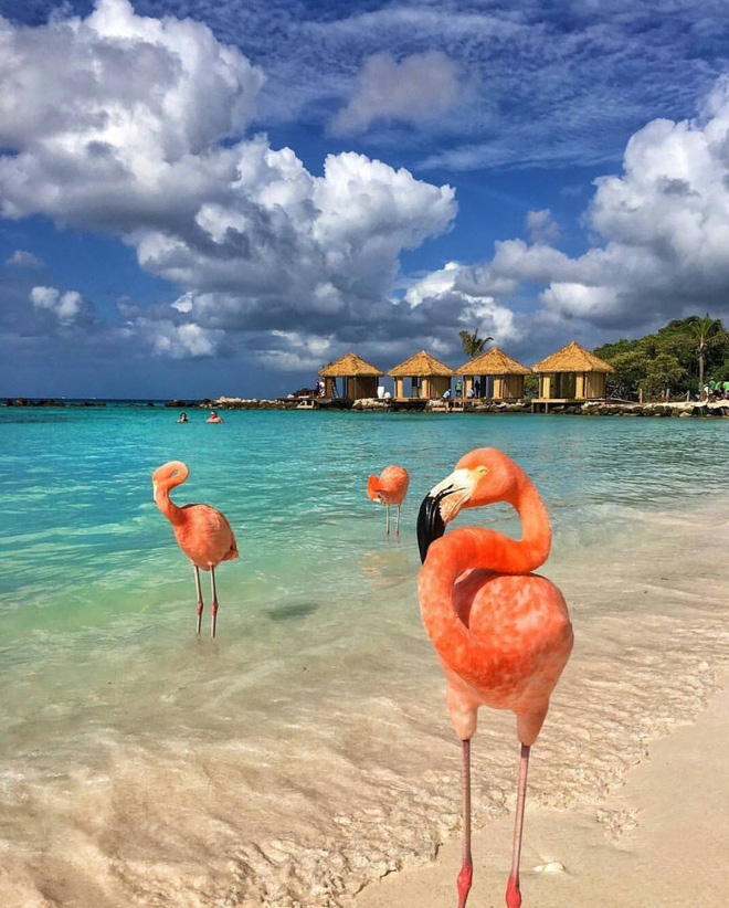 Nắng nóng kỷ lục, cùng đến thiên đường hồng hạc Aruba để tận hưởng ngay thôi - 5