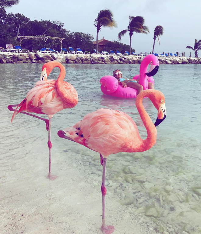 Nắng nóng kỷ lục, cùng đến thiên đường hồng hạc Aruba để tận hưởng ngay thôi - 6