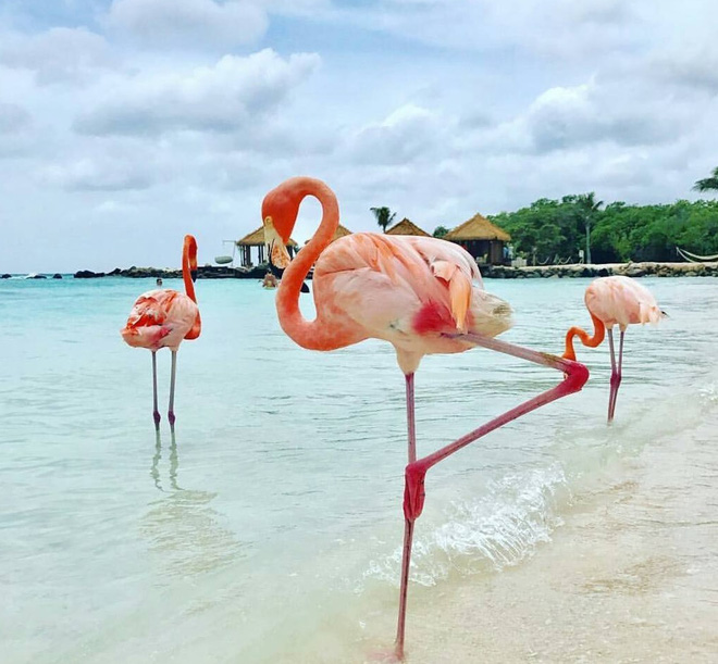 Nắng nóng kỷ lục, cùng đến thiên đường hồng hạc Aruba để tận hưởng ngay thôi - 7
